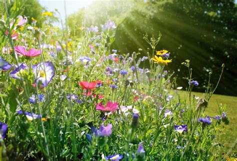 What's the Best Time of Year to Plant Wildflowers? - Petal Republic