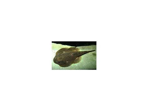 Sevelie Pruhovaná Sewellia Lineolata Rybickarcz