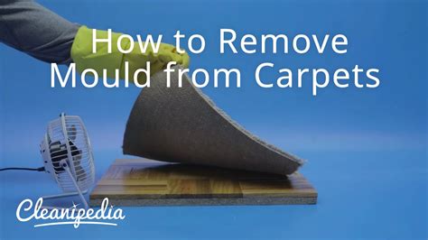 How To Remove Mould From Carpets Youtube