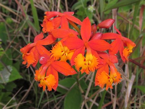 Epidendrum Fulgens Orchidiaceae Alto Anchicaya Valle C Flickr