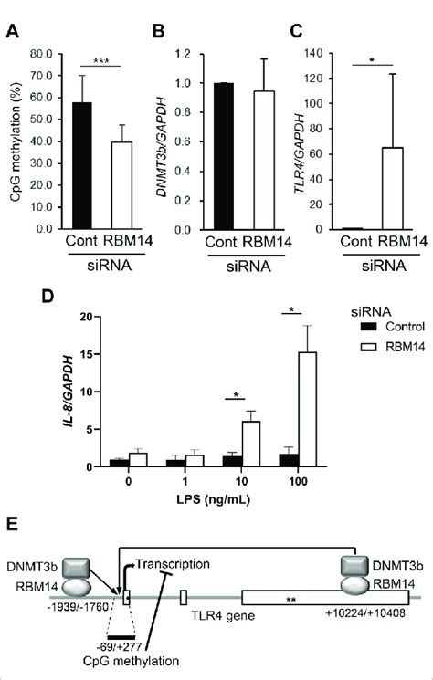 Rbm Induces Dna Methylation Of The Tlr Gene Rbm Sirna Open Bars