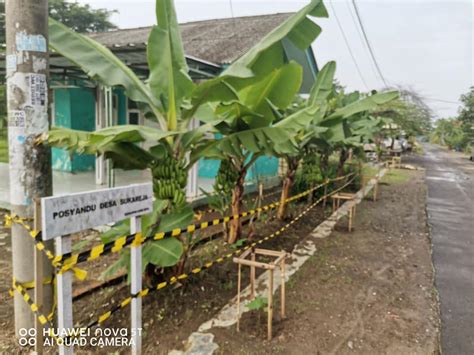 Juru Tani Pisang Pendek Tinggi 1 Meter