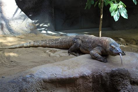 Free Images Animal Wildlife Zoo Prague Reptile Iguana Fauna