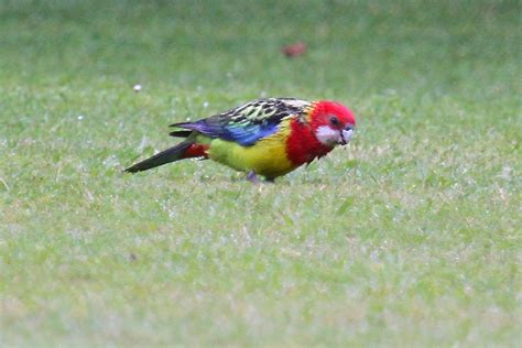 Ebird Checklist Nov Kauri Coast Top Holiday Park Species