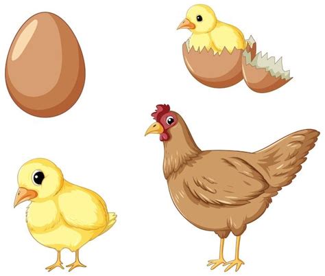 Free Vector Chicken Life Cycle Set In 2024 Chicken Life Cycle Life