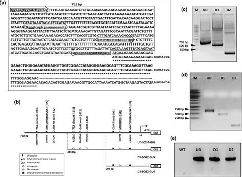 Isolation In Silico Analysis And Transformation Of BjSOS2 Promoter