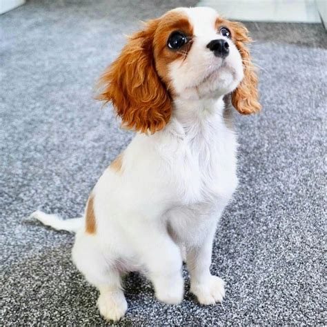 Cavalier King Charles Spaniel – Graceful and Affectionate | King ...