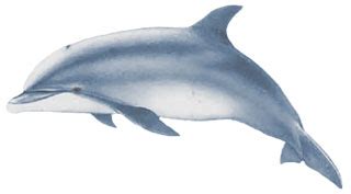 Bottlenose Dolphin Sketch at PaintingValley.com | Explore collection of Bottlenose Dolphin Sketch