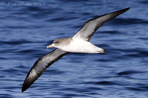 Joe Pender Wildlife Photography Corys Shearwater