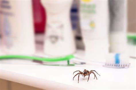 Castle Rock Spider Control Omnis Pest Control