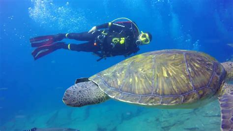 Divin In Tenerife And El Hierro Buceo En Tenerife Y El Hierro Youtube