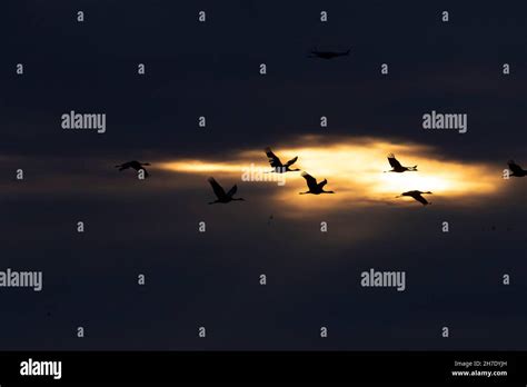 Sandhill Cranes Grus Canadensis Fly Across A Sunrise Over California