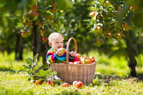 Bebé En Cesta De La Manzana En Huerta De Fruta Del Otoño Foto de