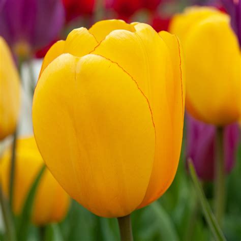 Yellow Tulips Bulb