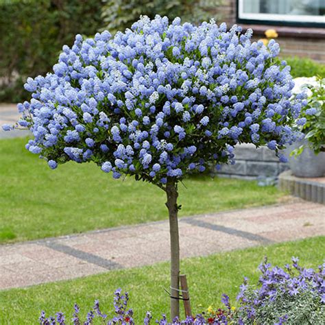 Ceanothus Standard Californian Lilac Tree x 2 | YouGarden