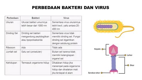 Perbedaan Virus Dan Bakteri Homecare24