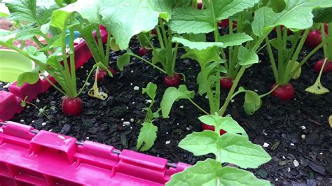 Satisfying Radish Harvest Youtube