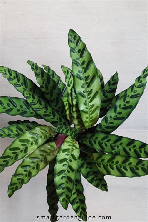 Rattlesnake Plant Care How To Grow Calathea Lancifolia Smart Garden