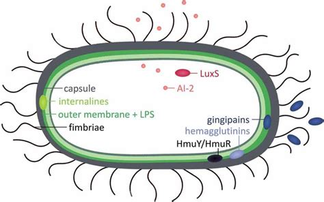 New Approaches To Combat Porphyromonas Gingivalis Biofilms Abstract