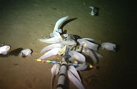 Video Worlds Deepest Fish Discovered In Mariana Trench By Aberdeen