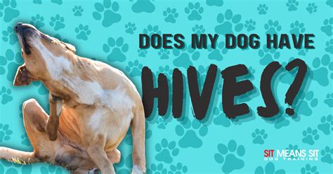 Dog Hives: Why Your Dog Has Hives And How To Treat Them – The Native Pet | atelier-yuwa.ciao.jp