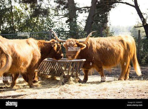 Brown Hair Dutch Cow In The Zoo Stock Photo Alamy
