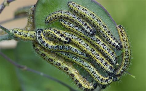 How To Get Rid Of Caterpillars In Herb Garden Fasci Garden