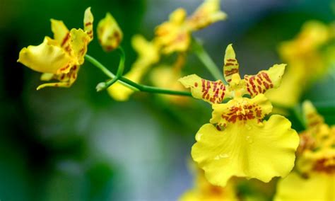 Oncidium (Dancing Lady Orchid): In-Depth Care Guide - Brilliant Orchids