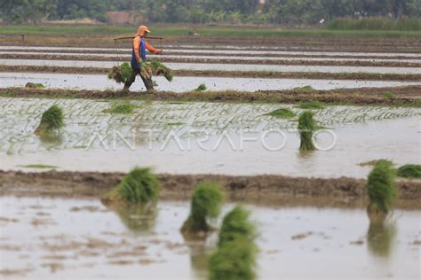 Target Produksi Padi Nasional Antara Foto