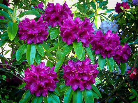 Purple Rhododendron Edith Bosley | The Tree Center™