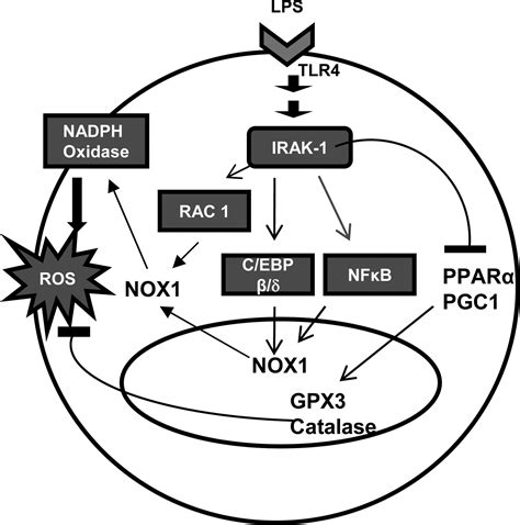 Irak 1 Contributes To Lipopolysaccharide Induced Reactive Oxygen