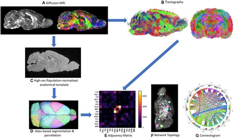 Frontiers Apolipoprotein E Deficiency Leads To Brain Network