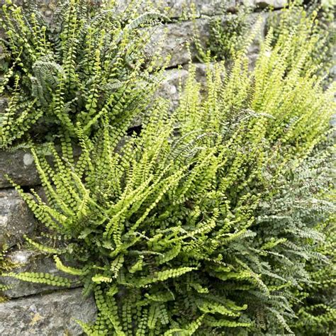 Native Evergreen Ferns for Perennially Beautiful Shade Gardens – Black Gold