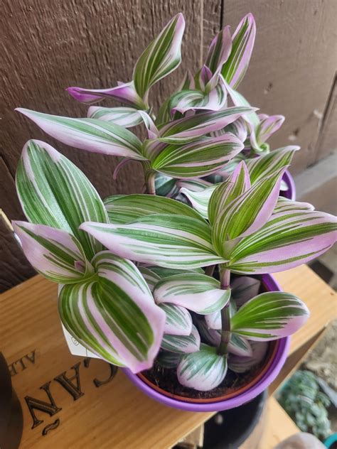 Tradescantia Nanouk : r/houseplants