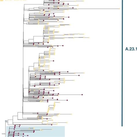 Maximum Likelihood Phylogenetic Tree Comparing All Available Complete