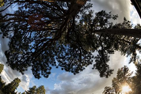 Free Images Tree Nature Forest Branch Winter Light Cloud Sky