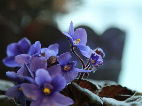 Piante Che Fioriscono Tutto Lanno E Rendono La Casa Bella E Profumata