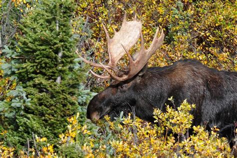 Moose Emerging From The Forest Photograph By Marilyn Burton Fine Art