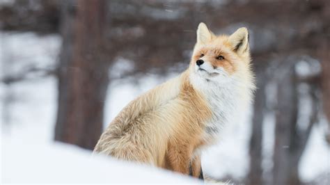 3840x2160 Fox In Snow 5k 4K ,HD 4k Wallpapers,Images,Backgrounds,Photos ...