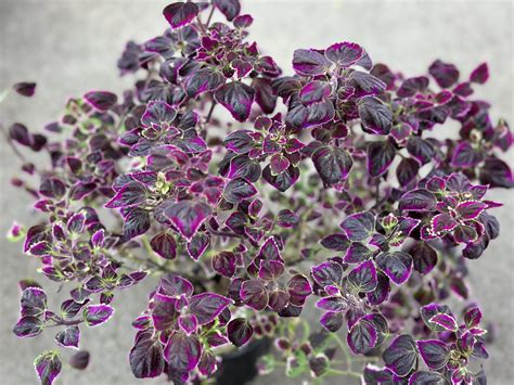 Колеус Trailing Plum Brocade (срез/1шт) - Завод ФЛОРА