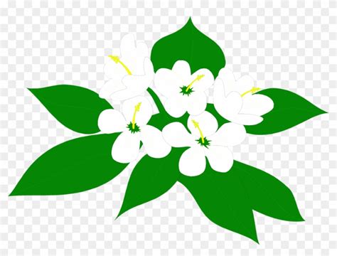 Flower Illustration Png - Sampaguita Clipart - Free Transparent PNG ...