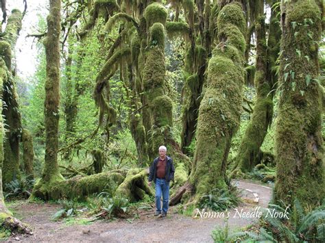 Nonnas Needle Nook Hoh Rain Forest Olympic National Park More Day 4