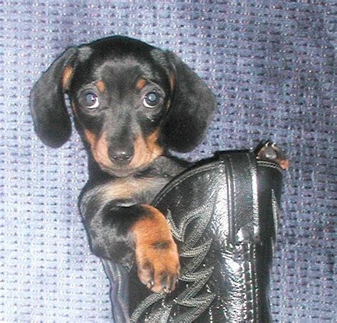 Cute Dachshund Puppies