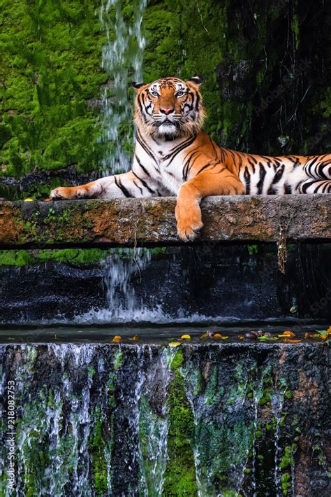 Bengal Tiger Habitat