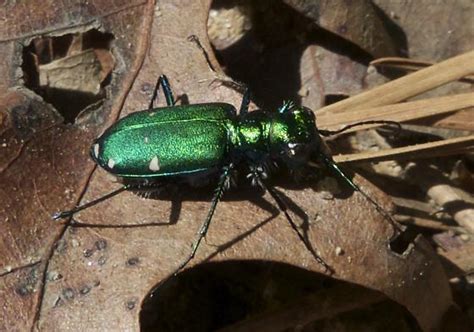 Six Spotted Tiger Beetle Cicindela Sexguttata Bugguide Net