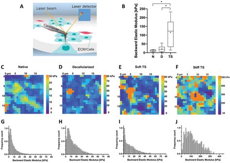 Nanomechanical Characterization Of Native Thymus N Decellularized