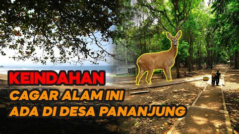 CAGAR ALAM PANANJUNG PANGANDARAN COCOK UNTUK WISATA EDUKASI YouTube