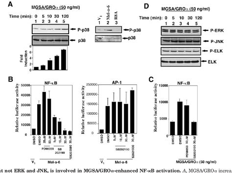 Figure 5 From Nuclear Factor K B Activation By The CXC Chemokine