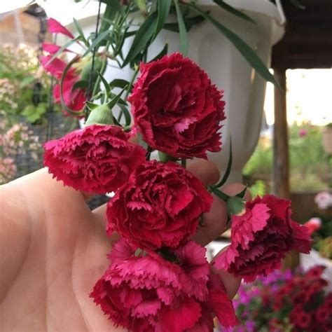 Гвоздика ампельная Купить с доставкой из питомника