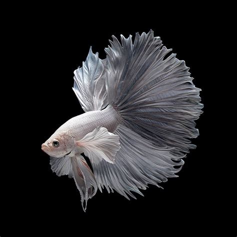 Iphone S Betta Fish Hd Phone Wallpaper Pxfuel